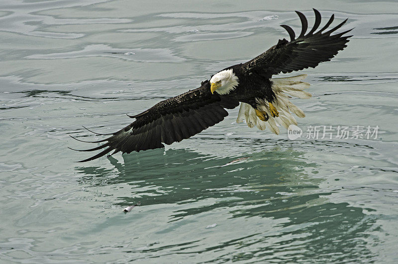 秃鹰(Haliaeetus leucocephalus，是一种食肉鸟，发现在阿拉斯加，以鲱鱼在水里。锡特卡的声音,阿拉斯加。